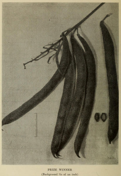 File:Prize Winner plate BaGtSG.jpg